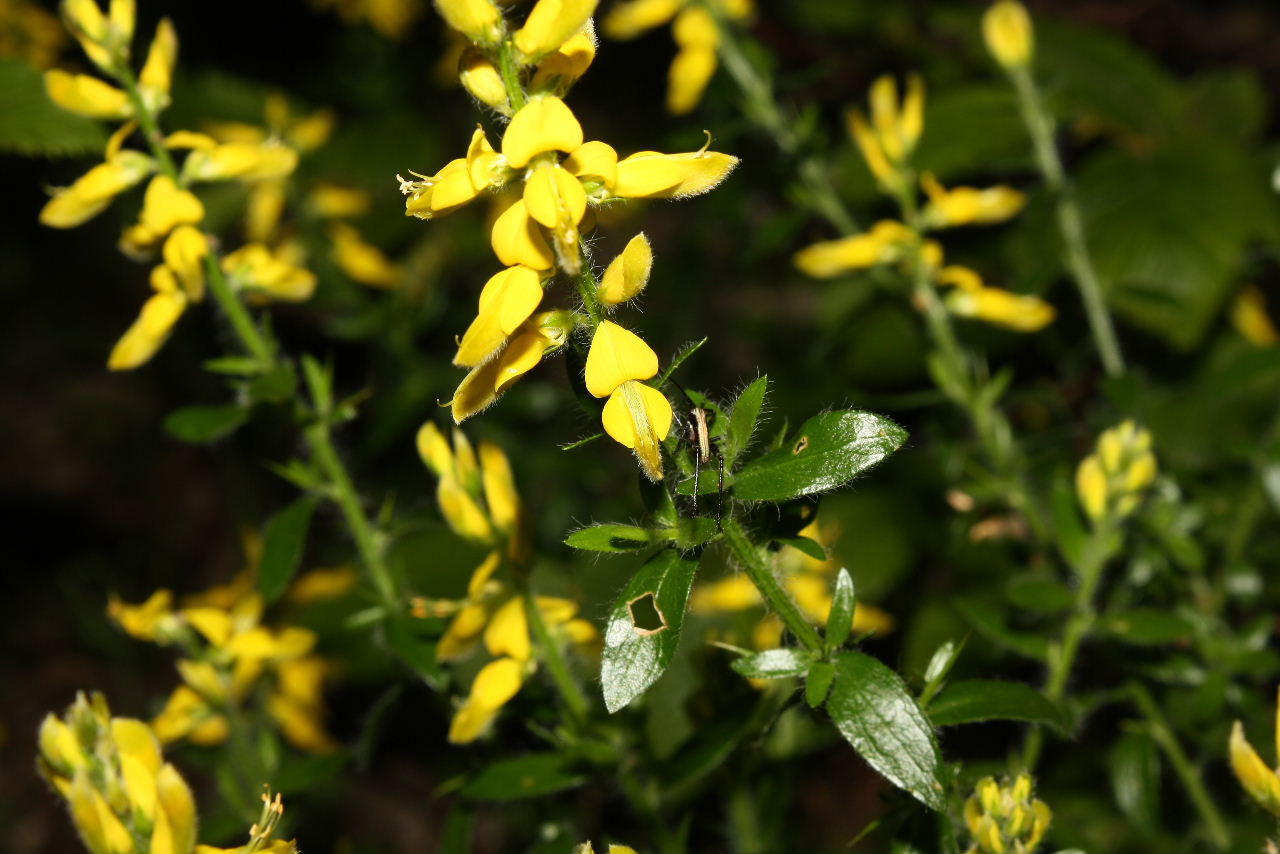 Genista germanica / Ginestra spinosa